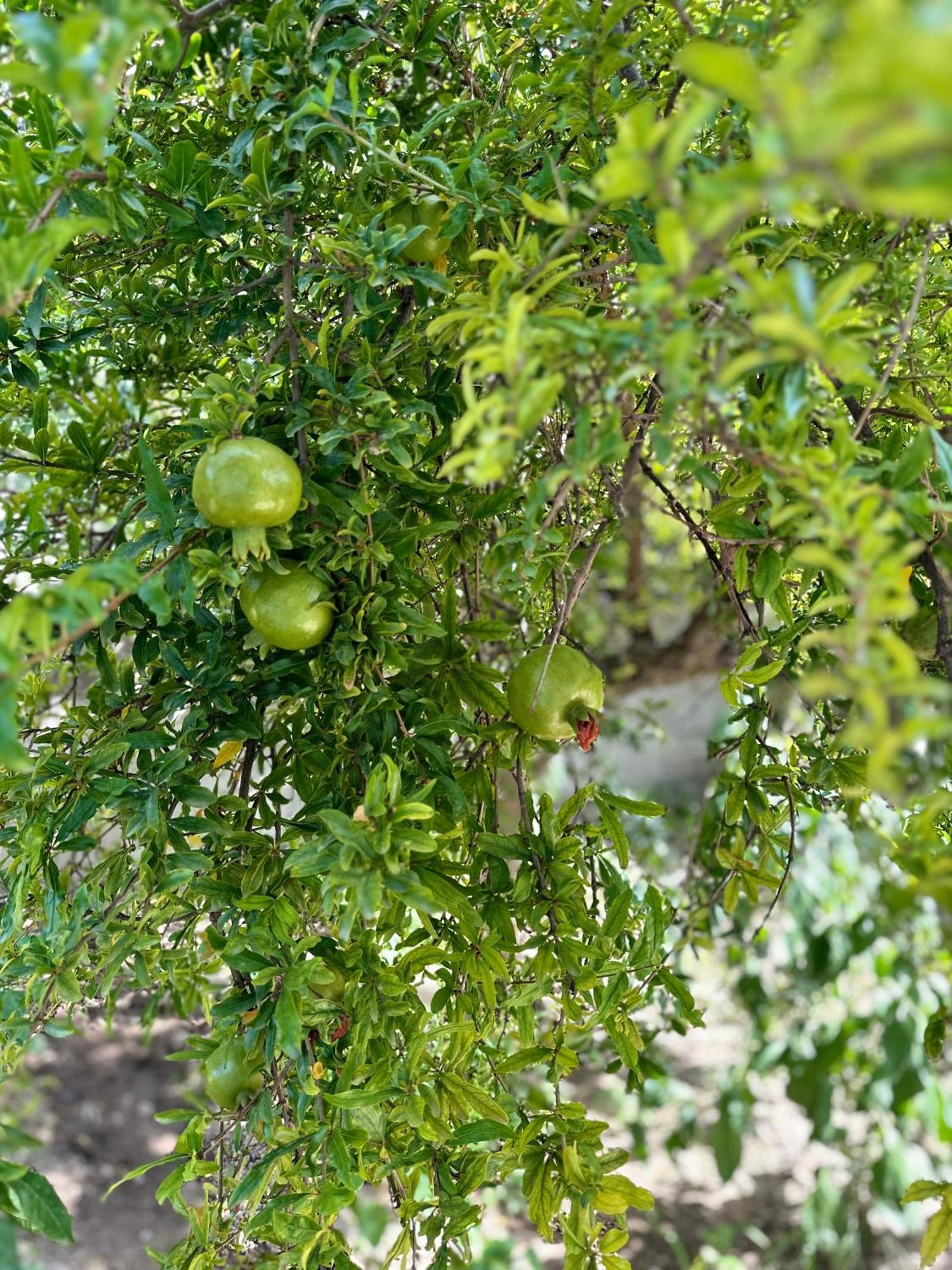 Flower'S Home أوريكوم المظهر الخارجي الصورة