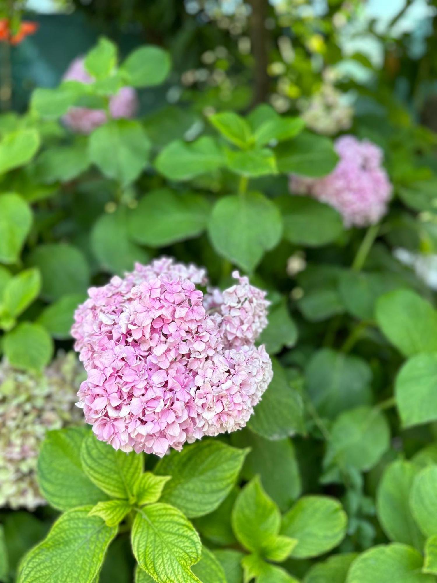Flower'S Home أوريكوم المظهر الخارجي الصورة